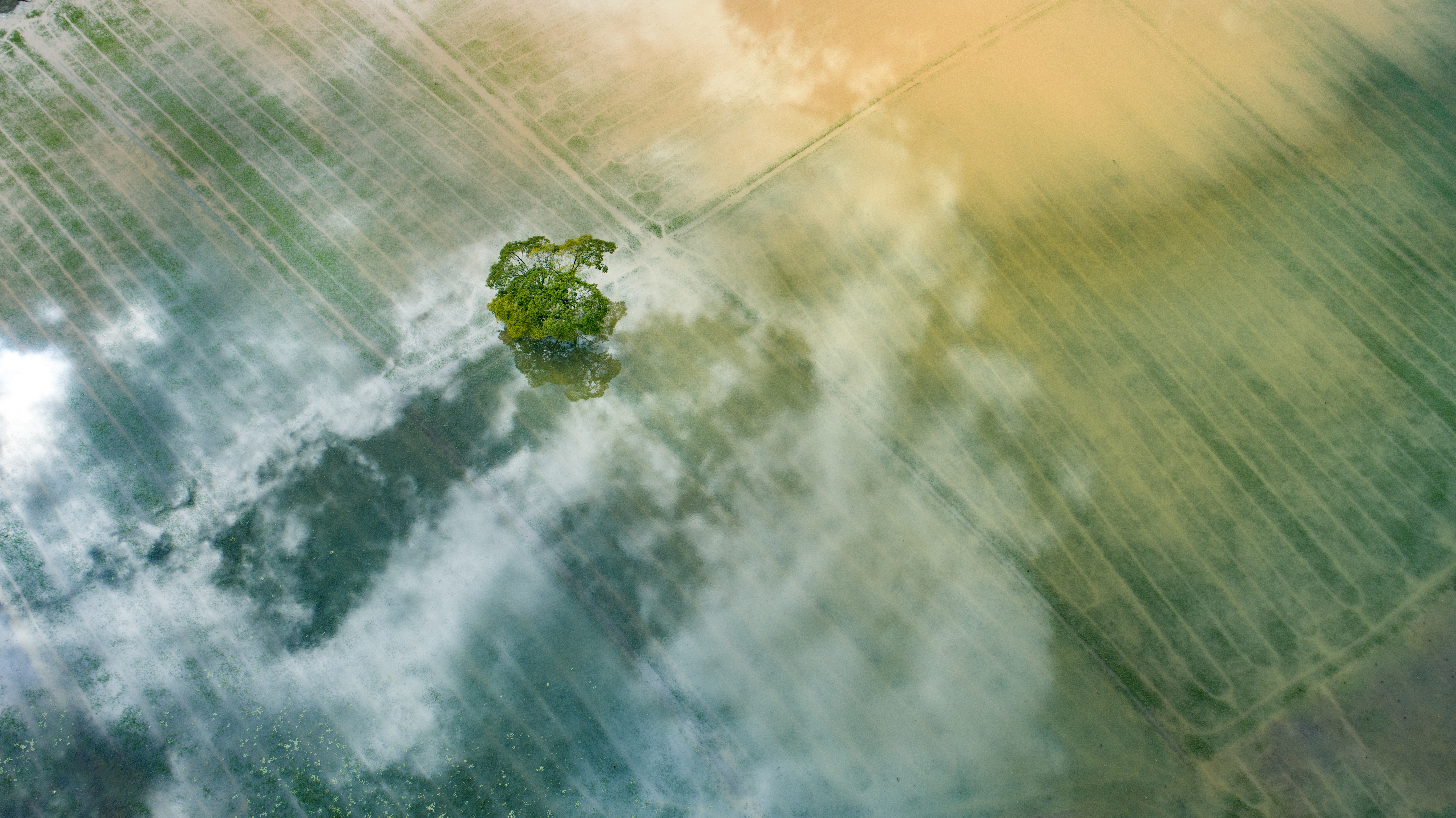 Aerial view of flooded field in the morning, a lone tree is surrounded by haze.