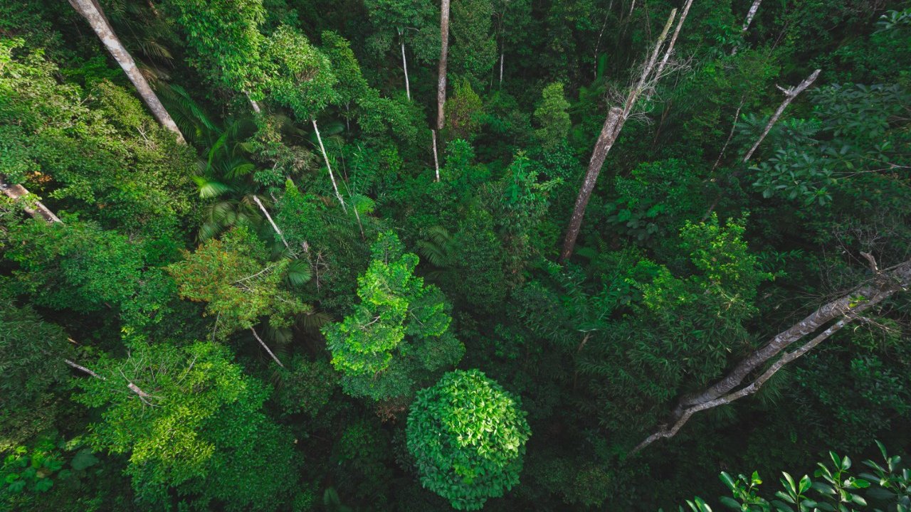 Natural scene with canopy tree in the wild Aerial view of a dense green forest with various trees and foliage, showcasing different shades of green.